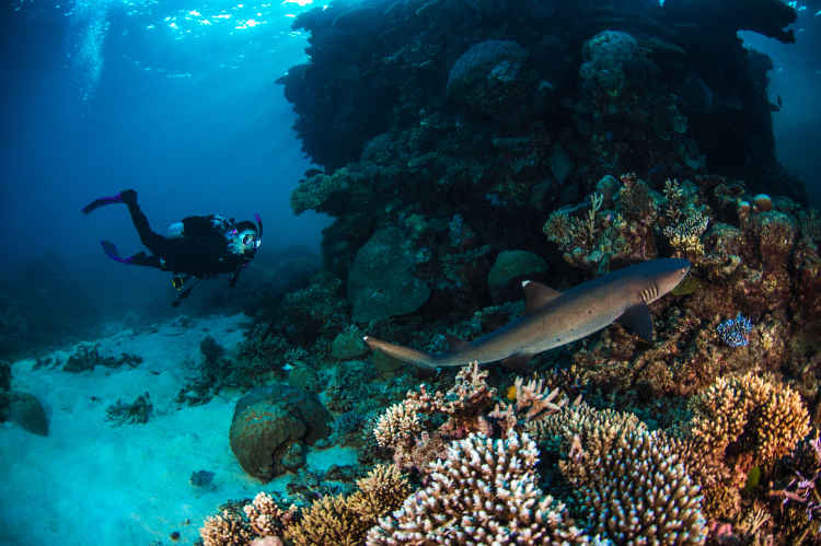 divemaster
