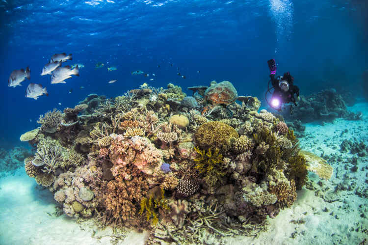 divemaster