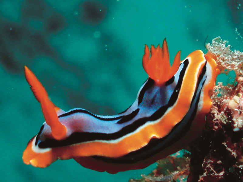 Openwater