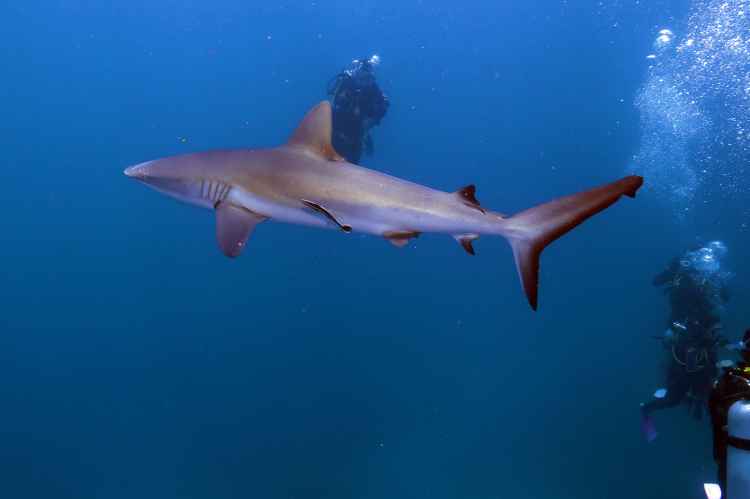 Quicksilver Dive