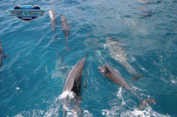 Quicksilver Dive