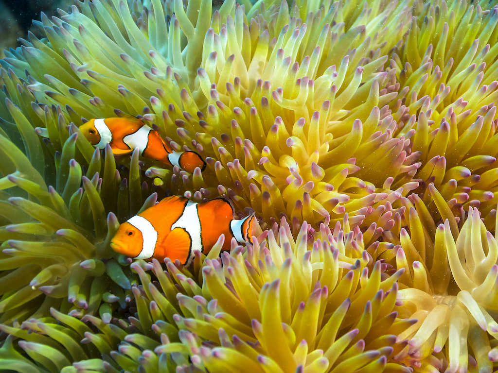 Advanced PADI Open Water Diving Certification 