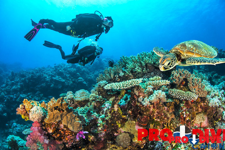 Prodive Cairns
