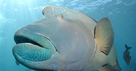 Coral and reef fish investigations