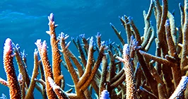 Coral Bleaching investigations