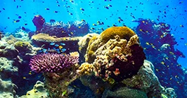 Biotic & Abiotic Reef Ecosystems investigations